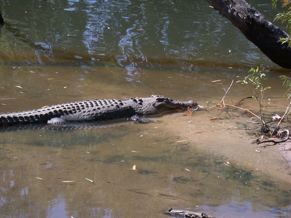 Crocodile (Bardedjilidji Sandstone Walk)